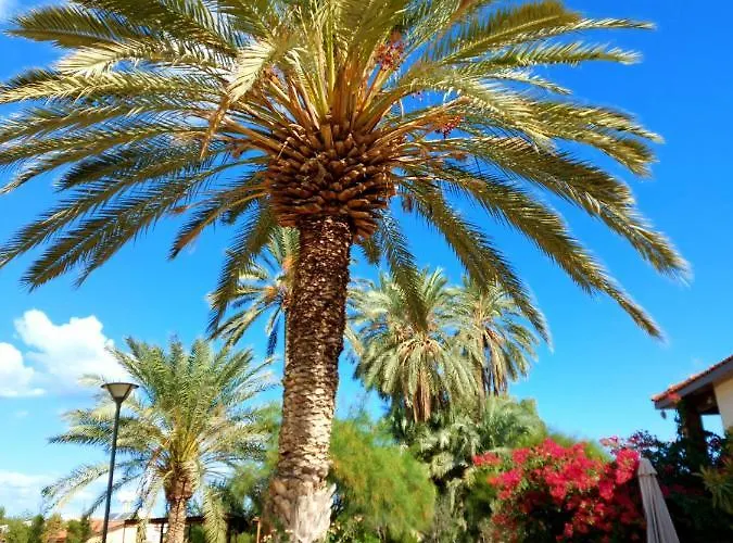 Golden Palms & Cafe Πανσιόν 4*